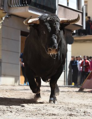 Geleneksel boğa güreşi gösterisinde boynuzlu bir boğa.