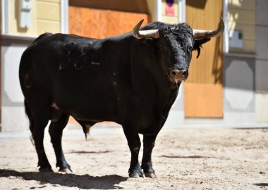 Geleneksel boğa güreşi gösterisinde boynuzlu bir boğa.