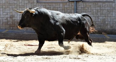 Geleneksel boğa güreşi gösterisinde boynuzlu bir boğa.