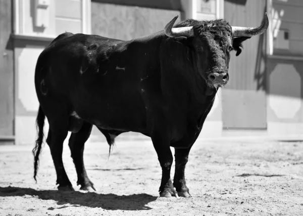 Een Stier Zwart Met Grote Hoorns Het Traditionele Spektakel Van — Stockfoto