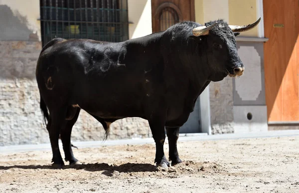 Toro Negro Con Grandes Cuernos Tradicional Espectáculo Corridas Toros —  Fotos de Stock