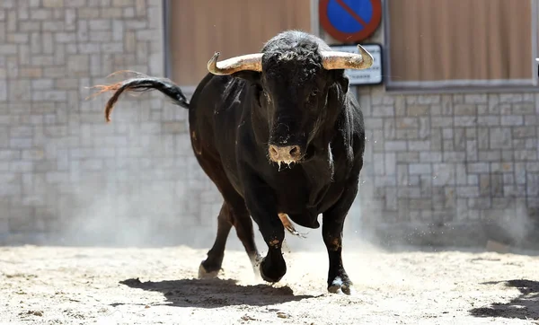 Bull Black Big Horns Traditional Spectacle Bullfight — Stock Photo, Image