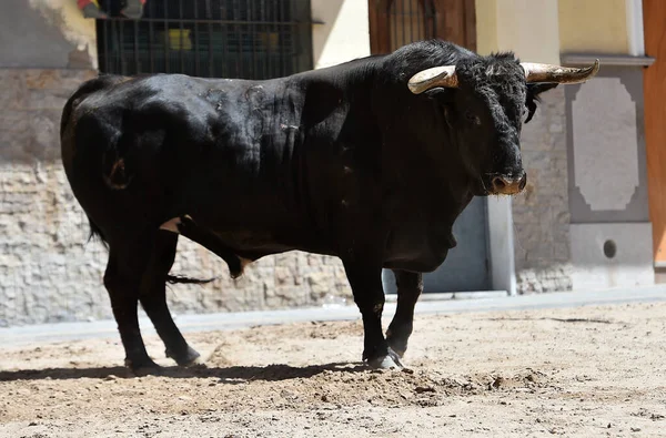 闘牛の伝統的な光景に大きな角を持つ雄牛の黒 — ストック写真