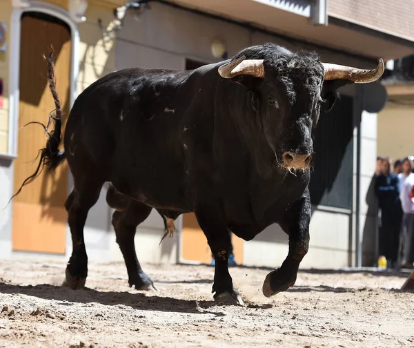 Touro Preto Com Grandes Chifres Espetáculo Tradicional Tourada — Fotografia de Stock