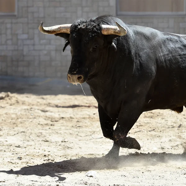 Bull Black Big Horns Traditional Spectacle Bullfight — Stock Photo, Image