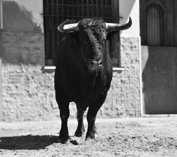 在斗牛的传统场面上长着大喇叭的公牛黑色 — 图库照片