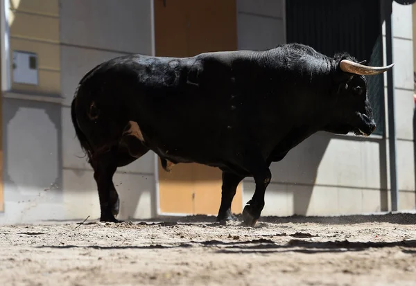 Ein Schwarzer Stier Mit Großen Hörnern Beim Traditionellen Stierkampf Spektakel — Stockfoto