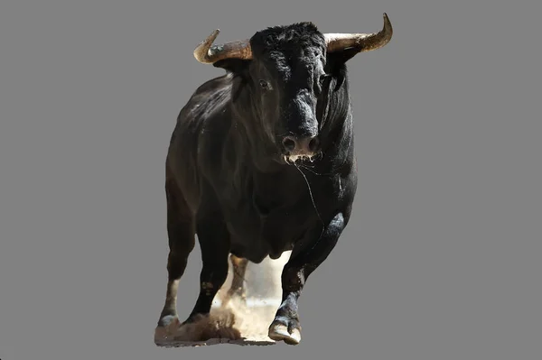 Toro Negro Con Grandes Cuernos Tradicional Espectáculo Corridas Toros — Foto de Stock