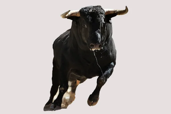 在斗牛的传统场面上长着大喇叭的公牛黑色 — 图库照片