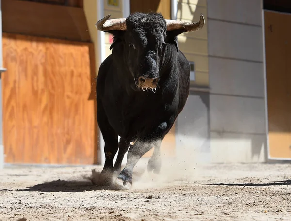 Bull Black Big Horns Traditional Spectacle Bullfight — Stock Photo, Image