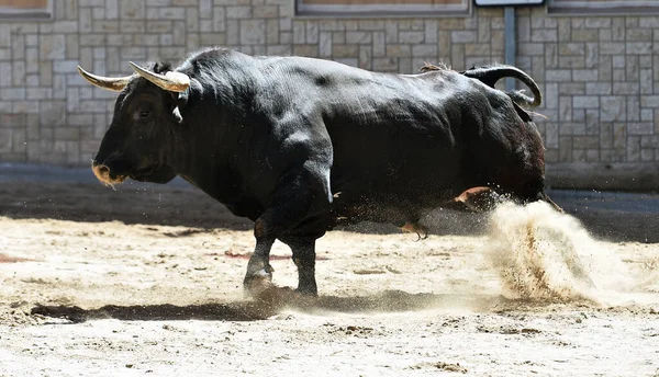 Touro Preto Com Grandes Chifres Espetáculo Tradicional Tourada — Fotografia de Stock