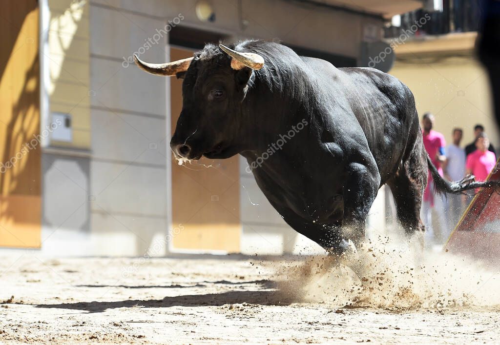 a bull black with big horns on the traditional spectacle of bullfight