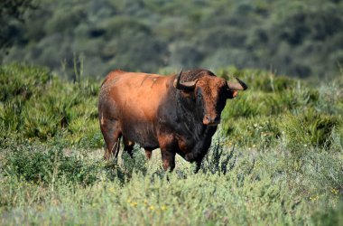 Büyük boynuzlu İspanyol boğası.