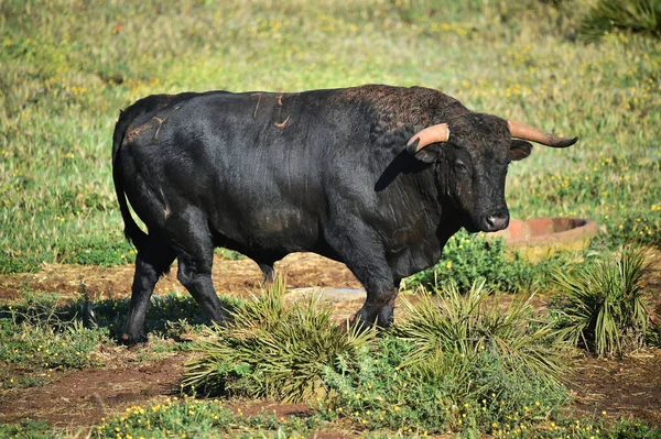 Taureau Espagnol Avec Grandes Cornes — Photo