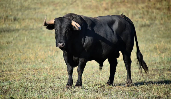 Toro Español Con Cuernos Grandes —  Fotos de Stock