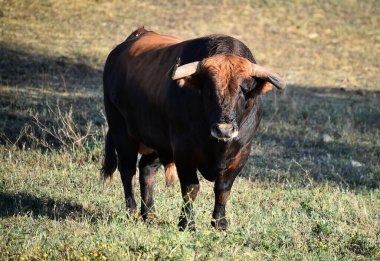 Büyük boynuzlu İspanyol boğası.