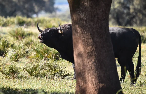 长着大角的西班牙公牛 — 图库照片
