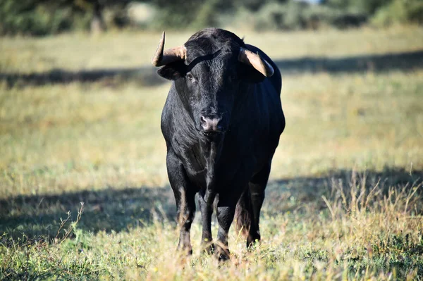 Toro Español Con Cuernos Grandes — Foto de Stock