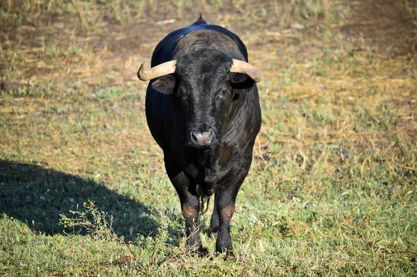 Taureau Espagnol Avec Grandes Cornes — Photo