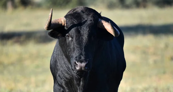 Taureau Espagnol Avec Grandes Cornes — Photo