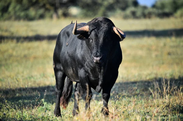 Taureau Espagnol Avec Grandes Cornes — Photo