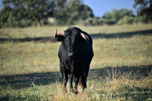 Toro Español Con Cuernos Grandes —  Fotos de Stock