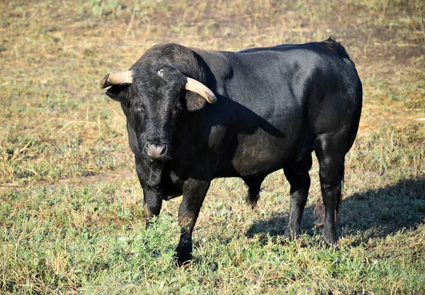 Spaanse Stier Met Grote Hoorns — Stockfoto