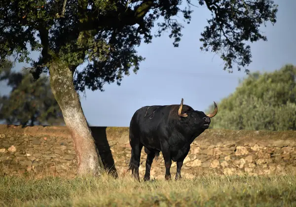 Spanischer Stier Mit Großen Hörnern — Stockfoto