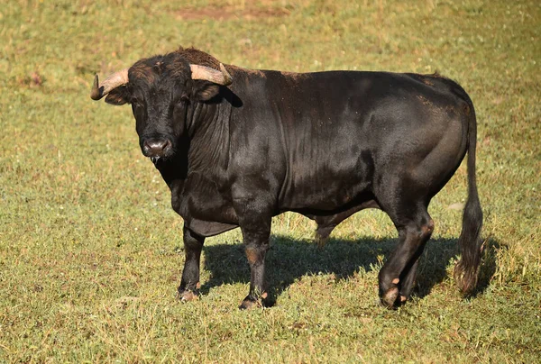 Toro Español Con Cuernos Grandes —  Fotos de Stock