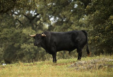 Büyük boynuzlu İspanyol boğası.