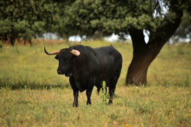 Büyük boynuzlu İspanyol boğası.