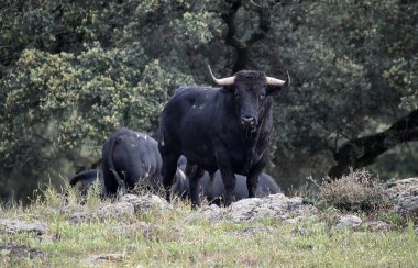 Büyük boynuzlu İspanyol boğası.