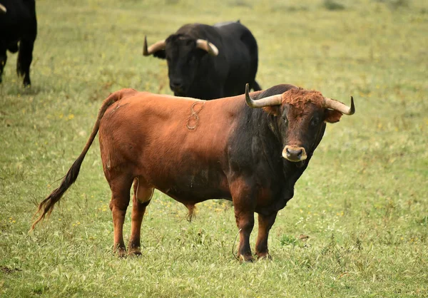 Spagnolo Toro Con Grandi Corna — Foto Stock