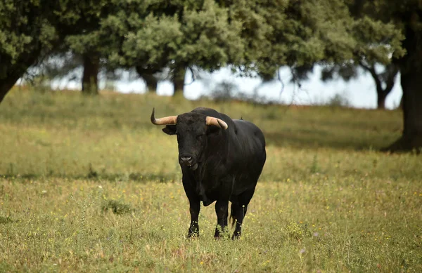 Toro Español Con Cuernos Grandes —  Fotos de Stock