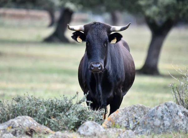 Taureau Espagnol Avec Grandes Cornes — Photo