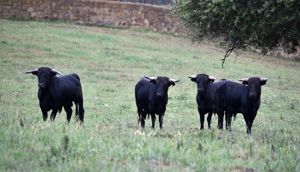 Toro Español Con Cuernos Grandes —  Fotos de Stock