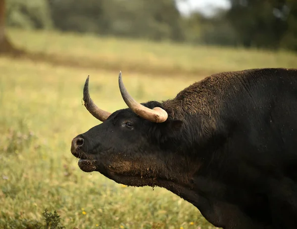 Spanish Bull Big Horns — Stock Photo, Image