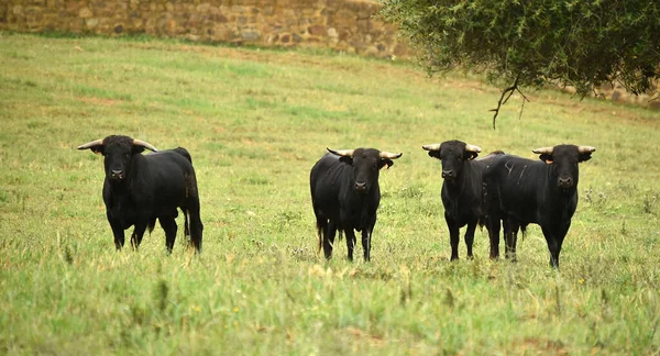 Toro Español Con Cuernos Grandes —  Fotos de Stock