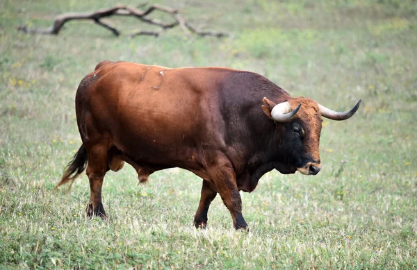 Spanischer Stier Mit Großen Hörnern — Stockfoto