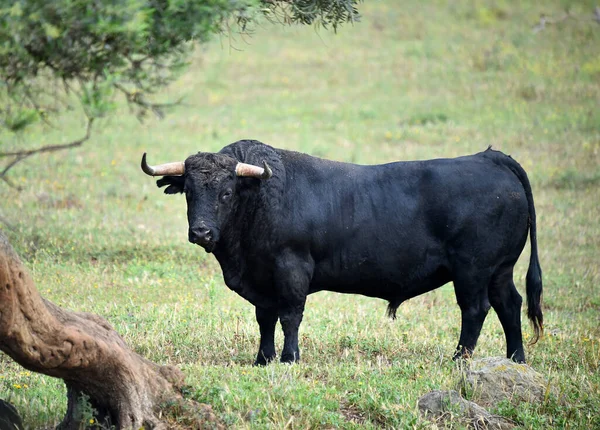 长着大角的西班牙公牛 — 图库照片