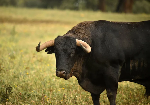 Spagnolo Toro Con Grandi Corna — Foto Stock