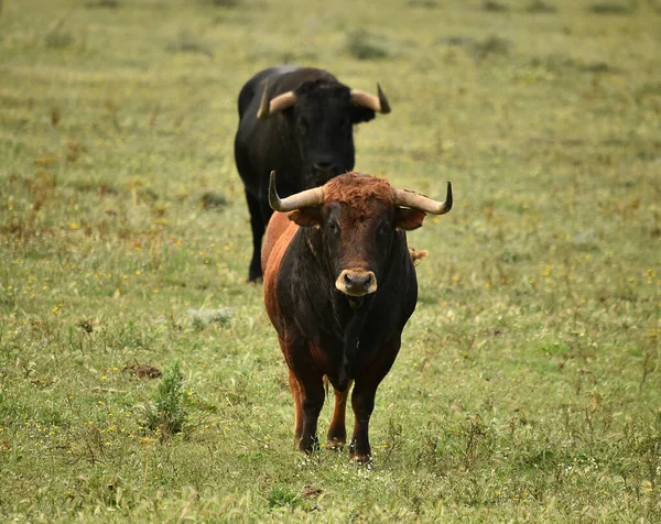 Toro Español Con Cuernos Grandes — Foto de Stock