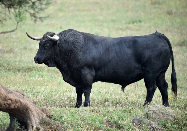 Taureau Espagnol Avec Grandes Cornes — Photo