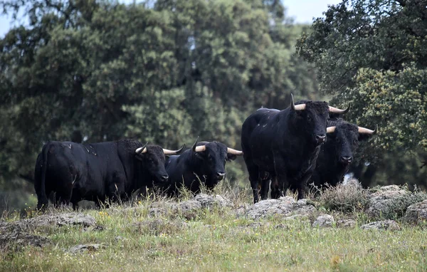 Spanish Bull Big Horns — Stock Photo, Image