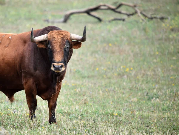 Spansk Okse Med Store Horn – stockfoto