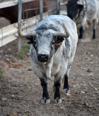 Büyük boynuzları ve meydan okuyan bakışları olan tipik bir İspanyol boğası.