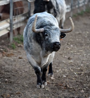 Büyük boynuzları ve meydan okuyan bakışları olan tipik bir İspanyol boğası.