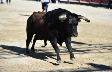 Büyük boynuzları ve meydan okuyan bakışları olan tipik bir İspanyol boğası.