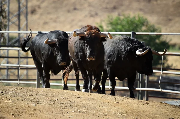 Typical Spanish Bull Big Horns Challenging Gaze — Stock Photo, Image