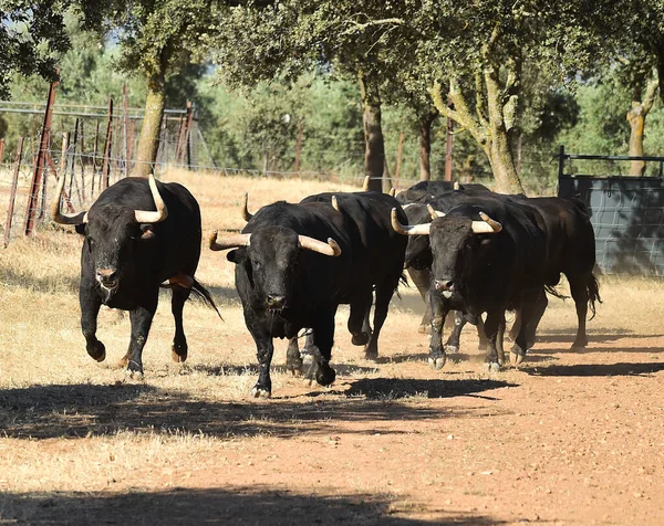 Ein Typischer Spanischer Stier Mit Großen Hörnern Und Herausforderndem Blick — Stockfoto